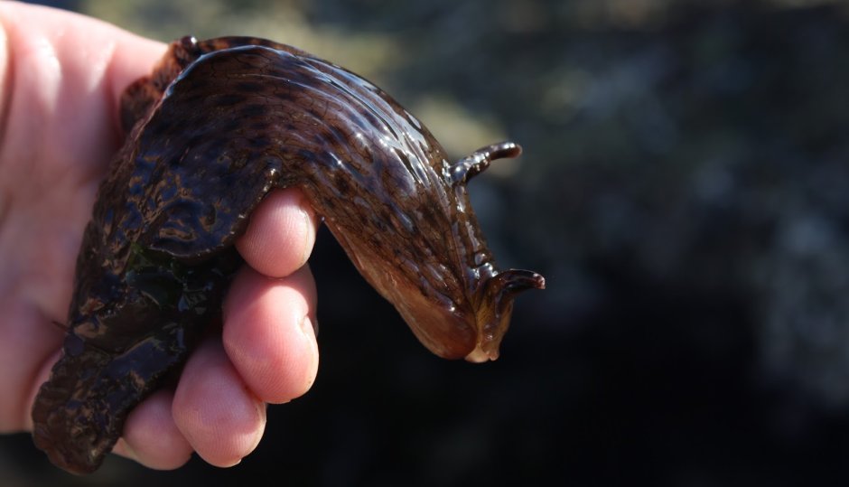 Аплизия морской заяц