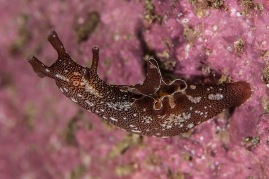 Аплизия морской моллюск