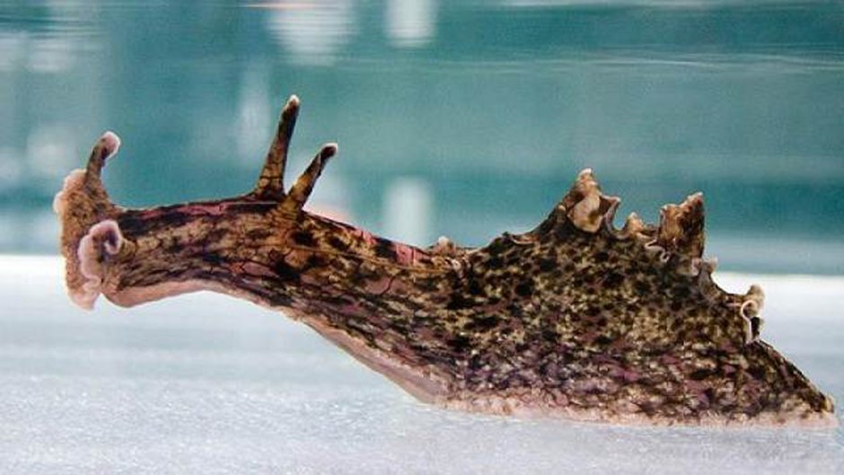 Чёрный морской заяц (Aplysia Vaccaria)