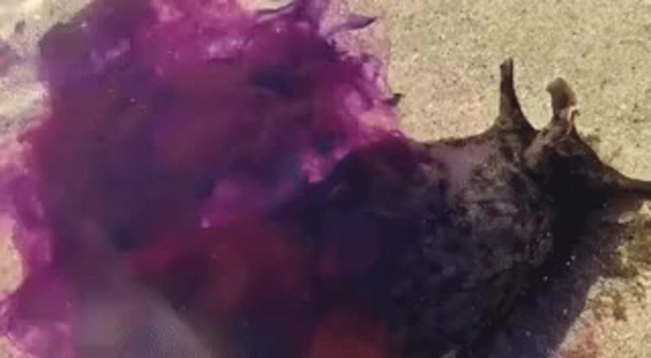 Морской заяц фиолетовый