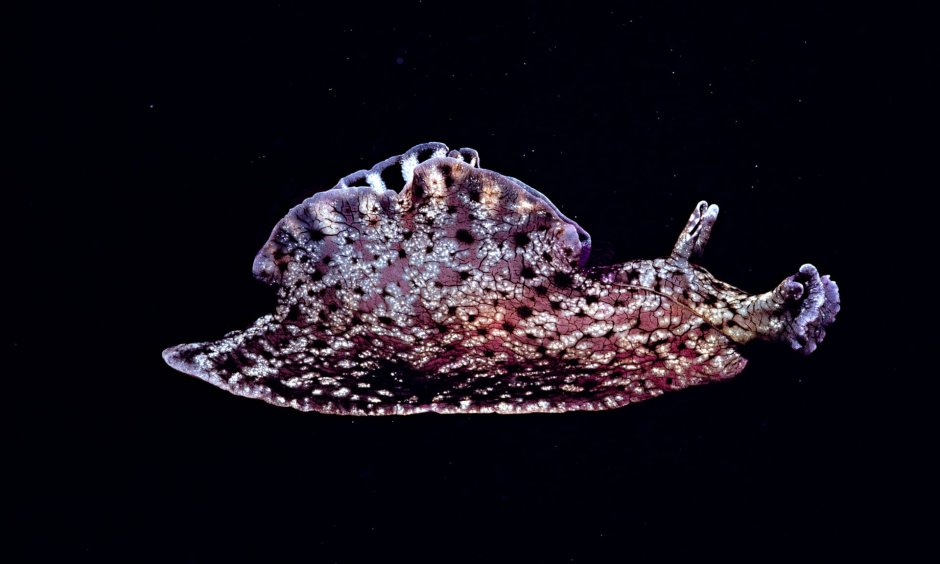 Морской заяц Aplysia