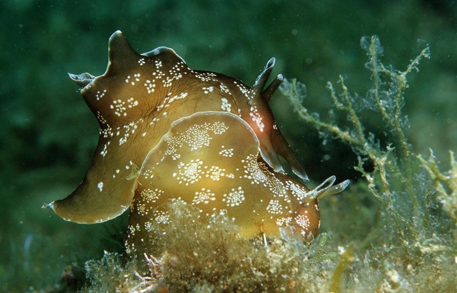 Аплизия морской заяц