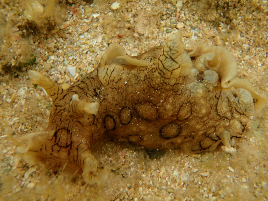 Aplysia punctata