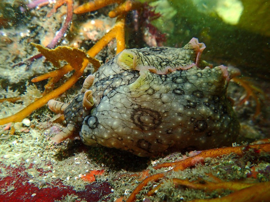 Морской заяц Aplysia