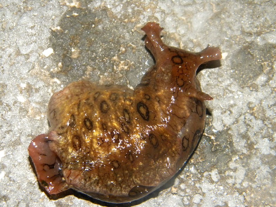 Морской заяц моллюск убийца собак