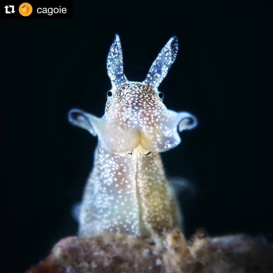 Аплизия морской кролик