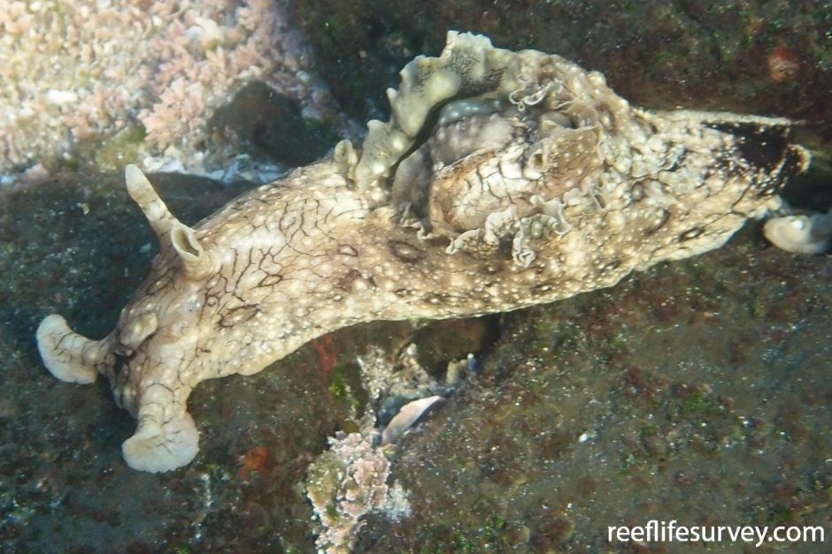 Морской заяц в аквариуме