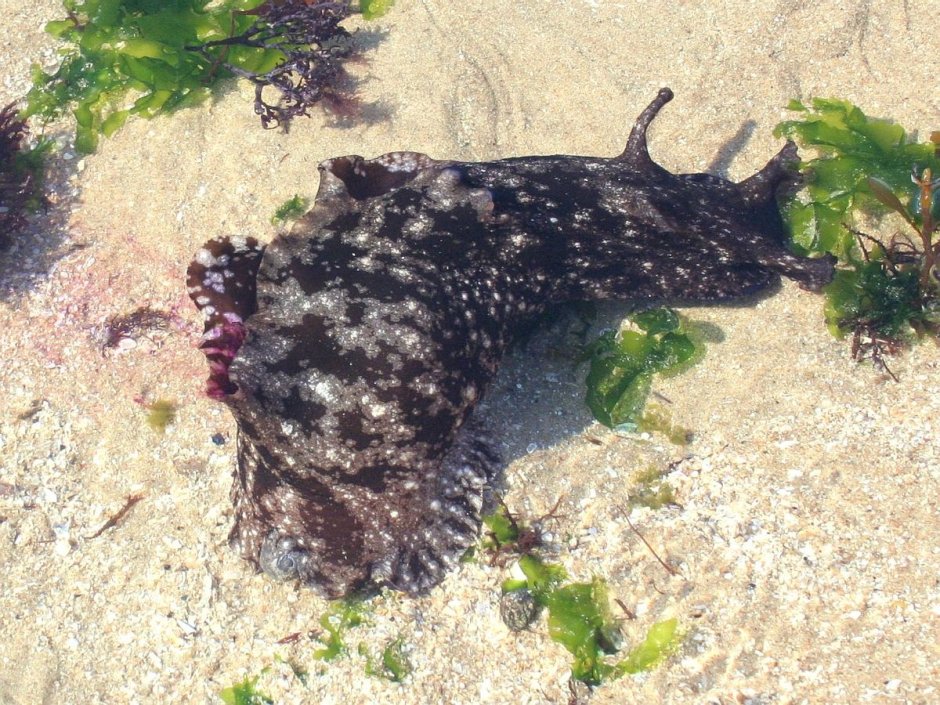 Aplysia Sea Hare