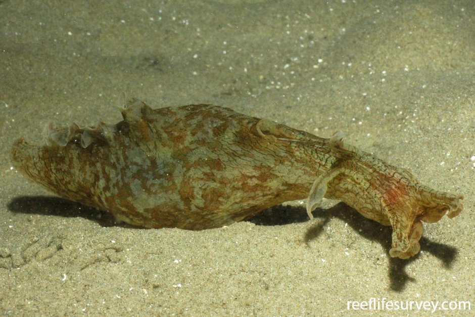 Аплизия морской заяц