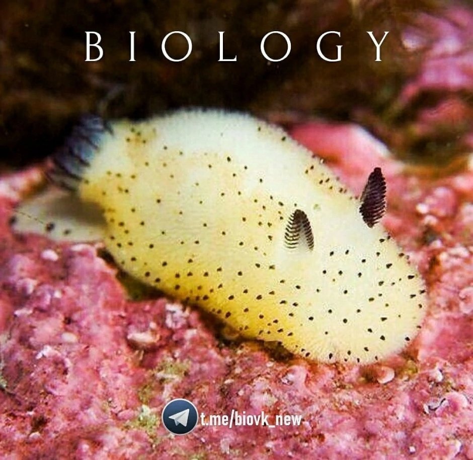 Аплизия морской моллюск