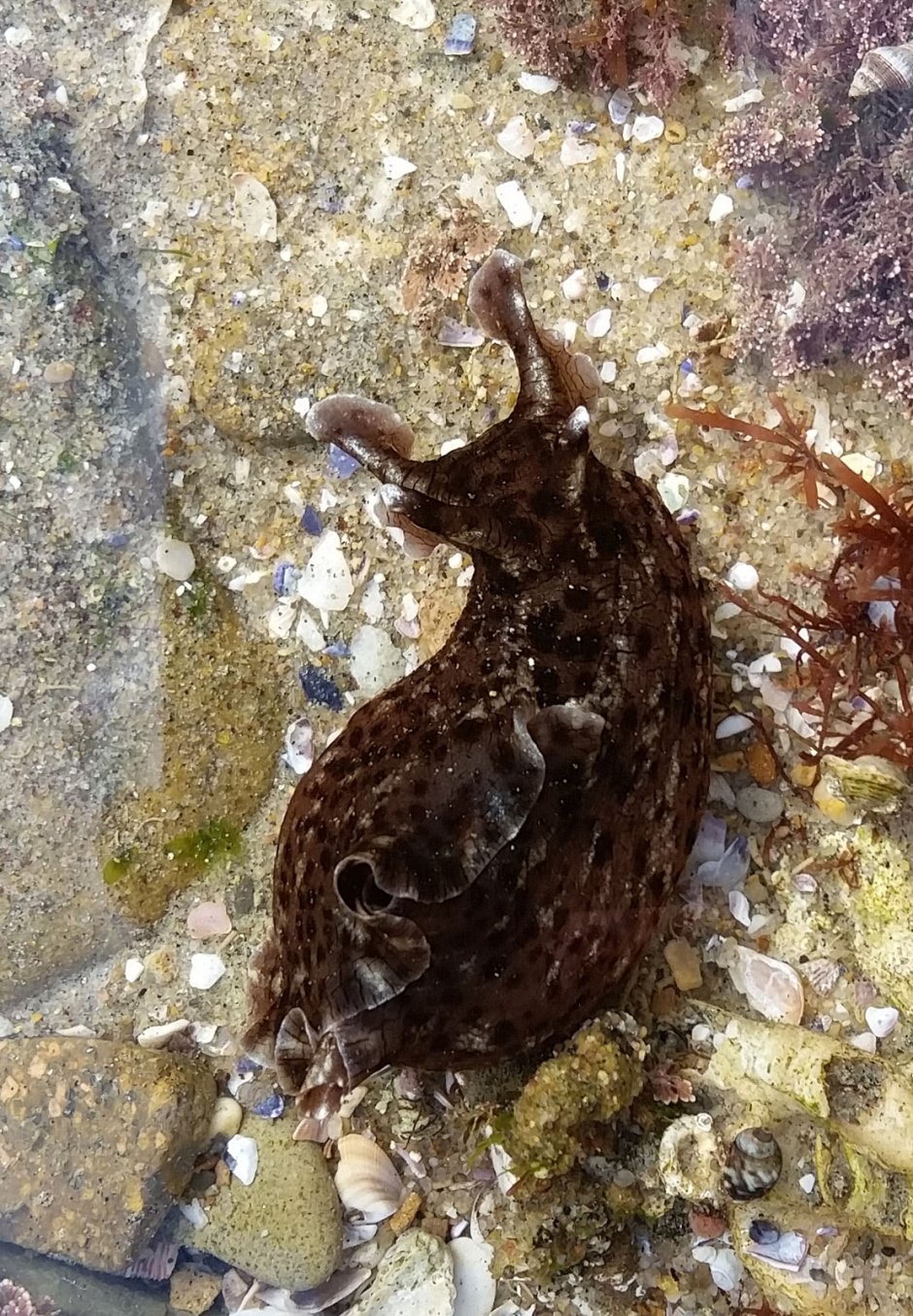 Аплизия морской заяц черный