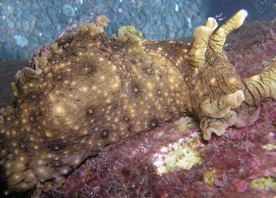 Демогоргон Черноморский морской заяц