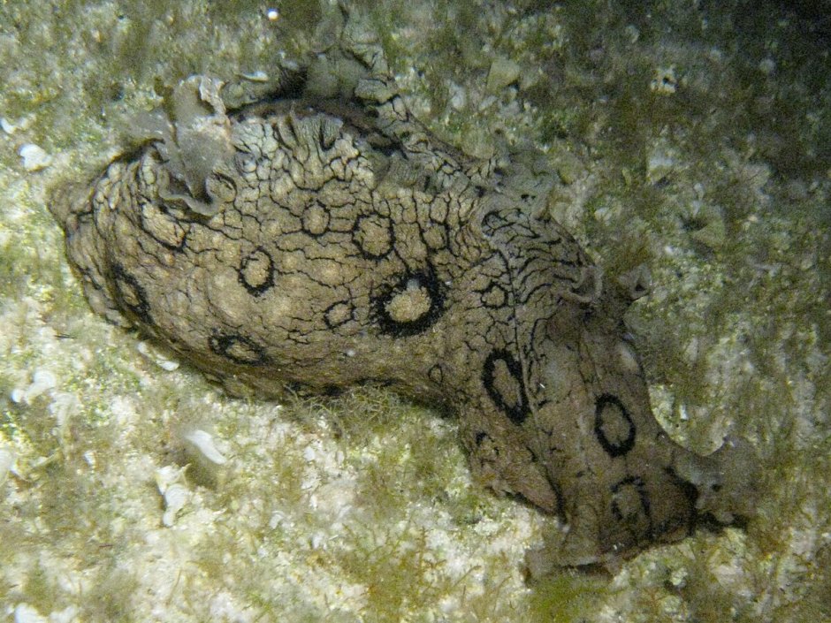 Aplysia dactylomela часть организма