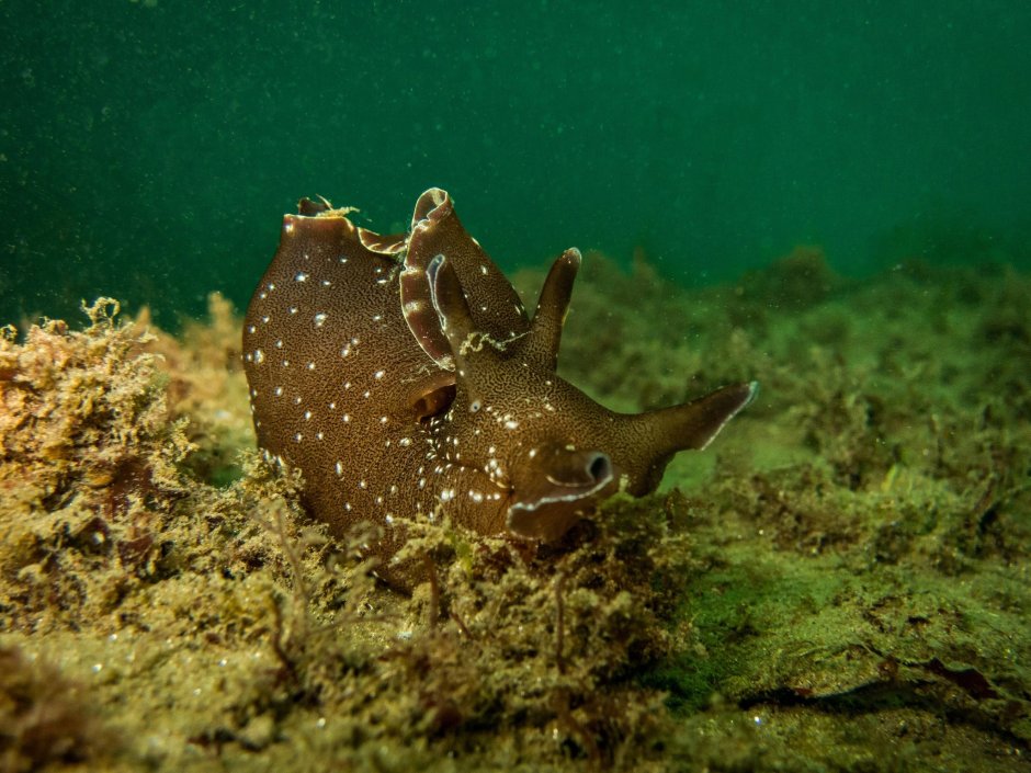 Аплизия морской заяц