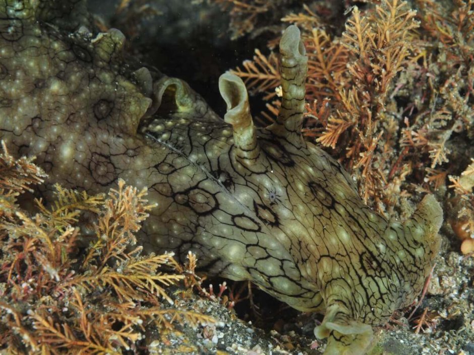 Морской заяц СЛИЗЕНЬ черный