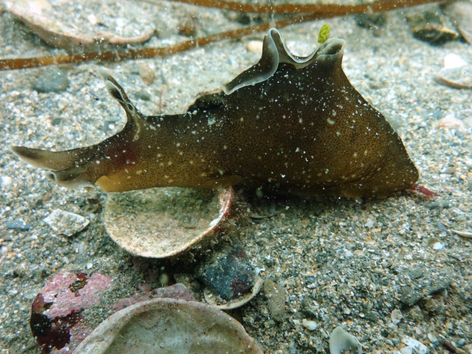 Морской заяц моллюск аплизия