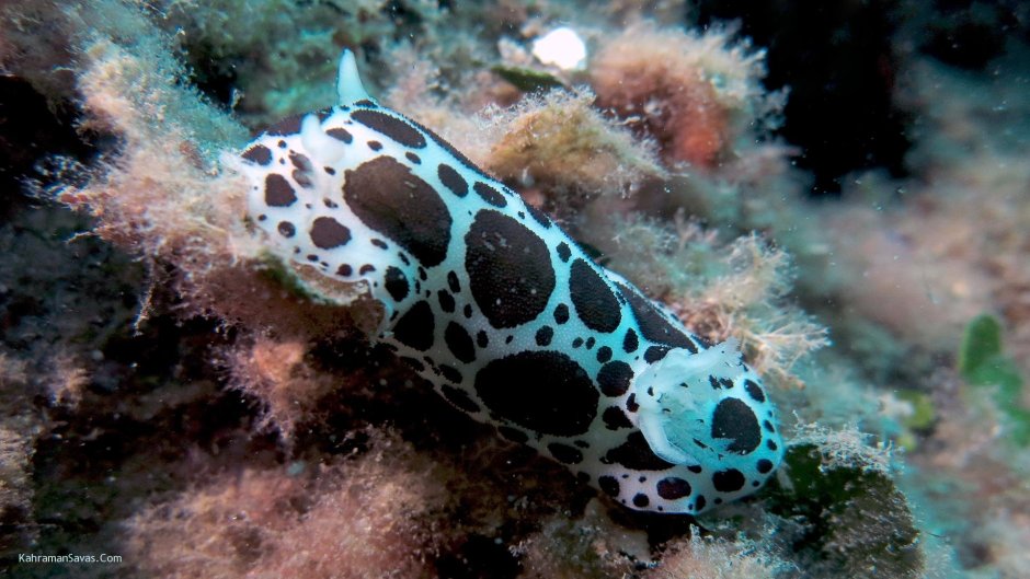 Саламандры голожаберные