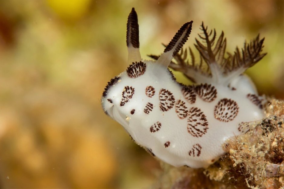 Аплизия морской моллюск