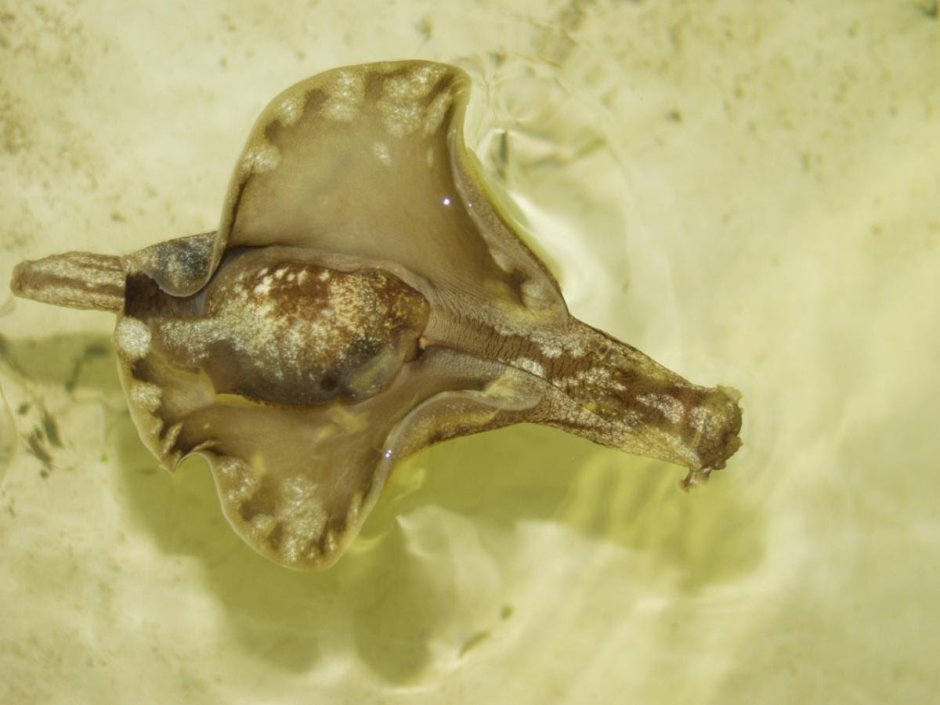 Брюхоногий моллюск Aplysia californica