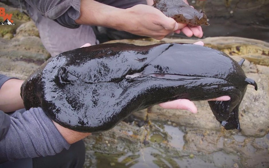 Aplysia Vaccaria самый большой СЛИЗНЯК В мире