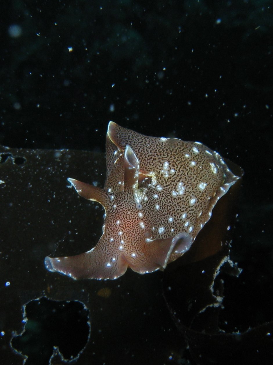 Брюхоногий моллюск Aplysia californica