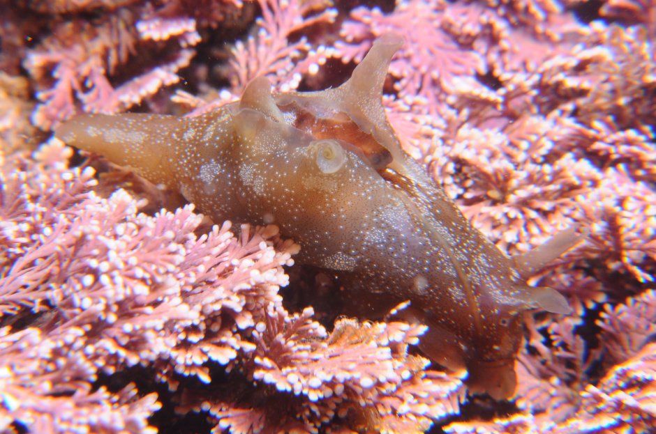 Аплизия морской моллюск