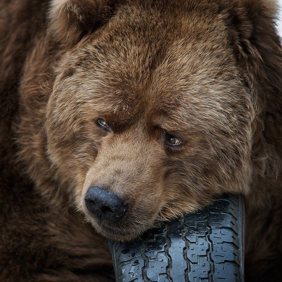 Суровый медведь