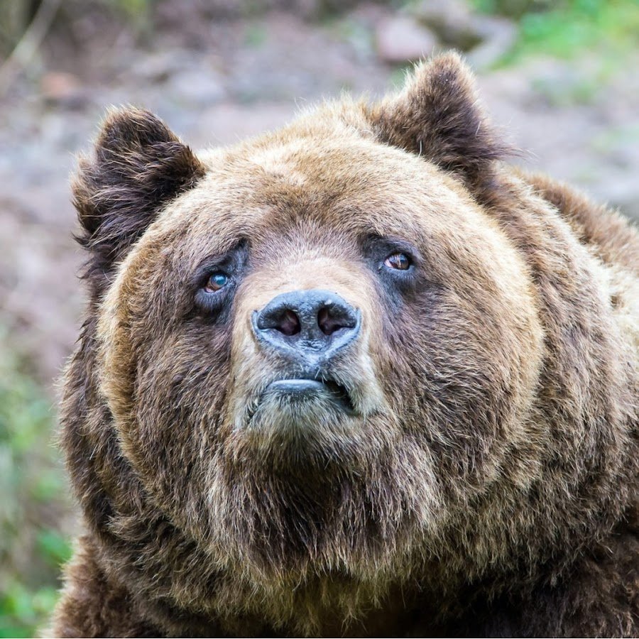 Большой плюшевый мишка в машине