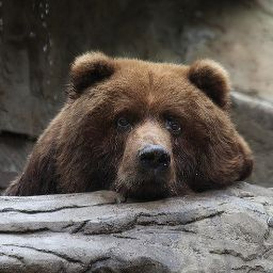 Одинокий медведь