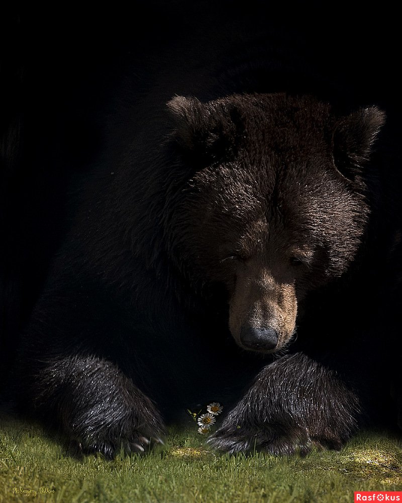 Одиночество мишка