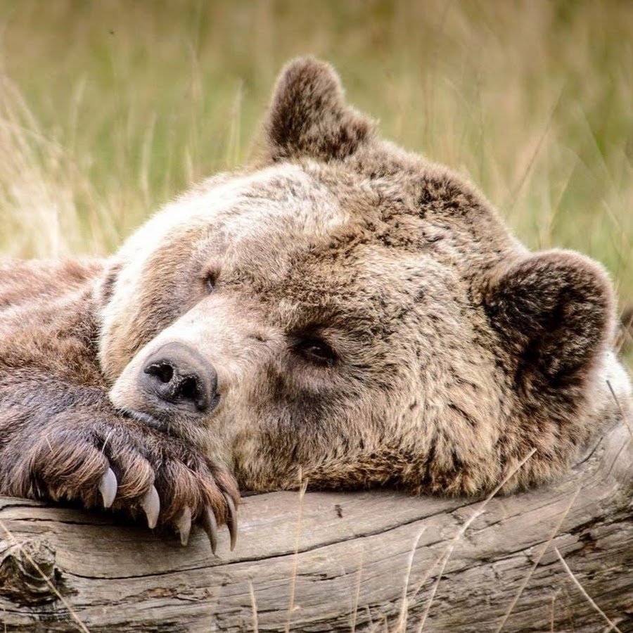 Bare Bears грустные