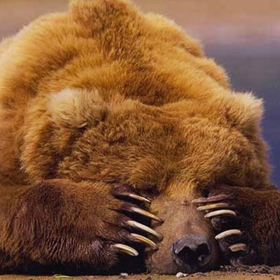 Спящий медведь