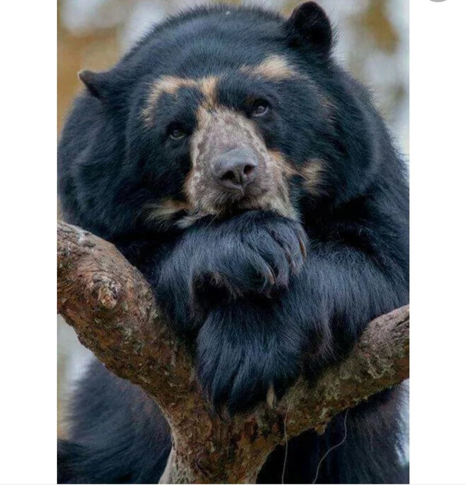 Мишка ждёт в моря