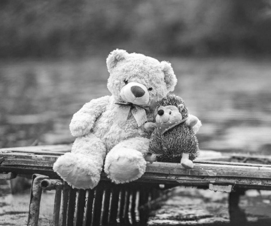 Медведь вид сверху