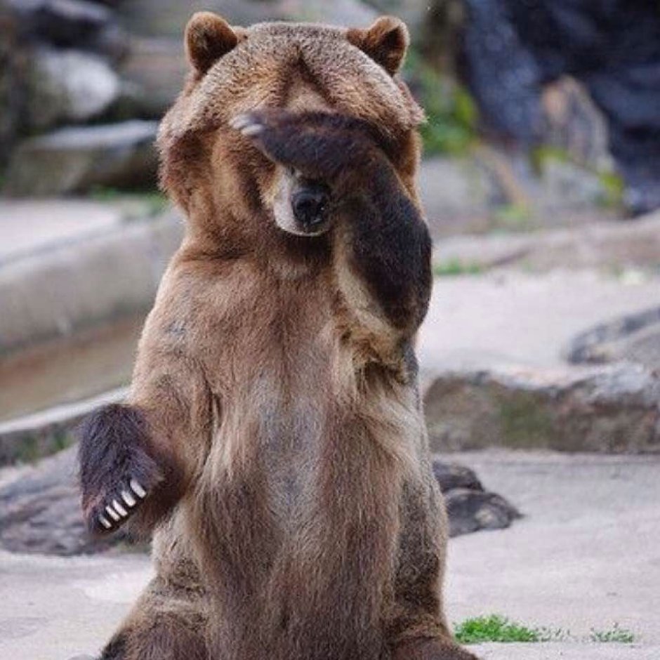 Медведь плачет