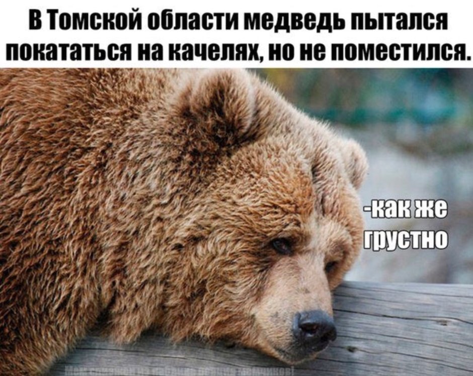 Медведь закрывает лапой морду