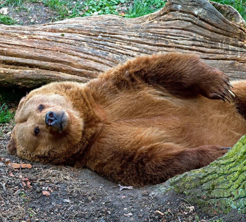 Медведь Тедди третий лишний