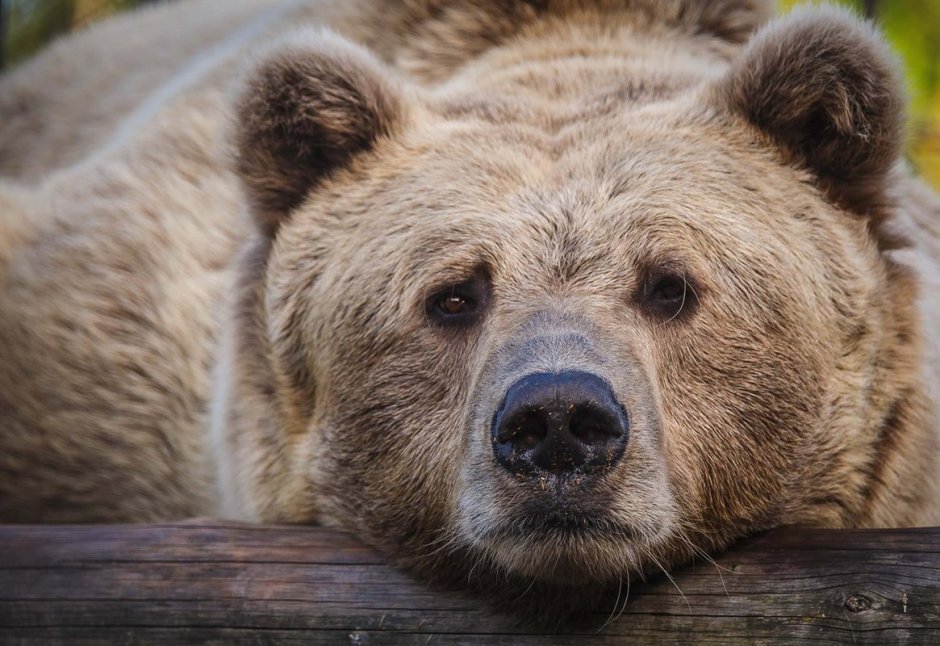 Медведь с кофе