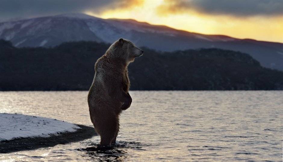 Медведь Тед