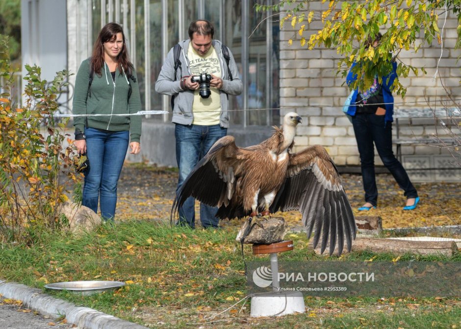 Питомник хищных птиц Галичья гора