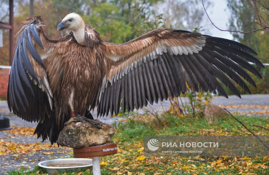 Галичья гора животные