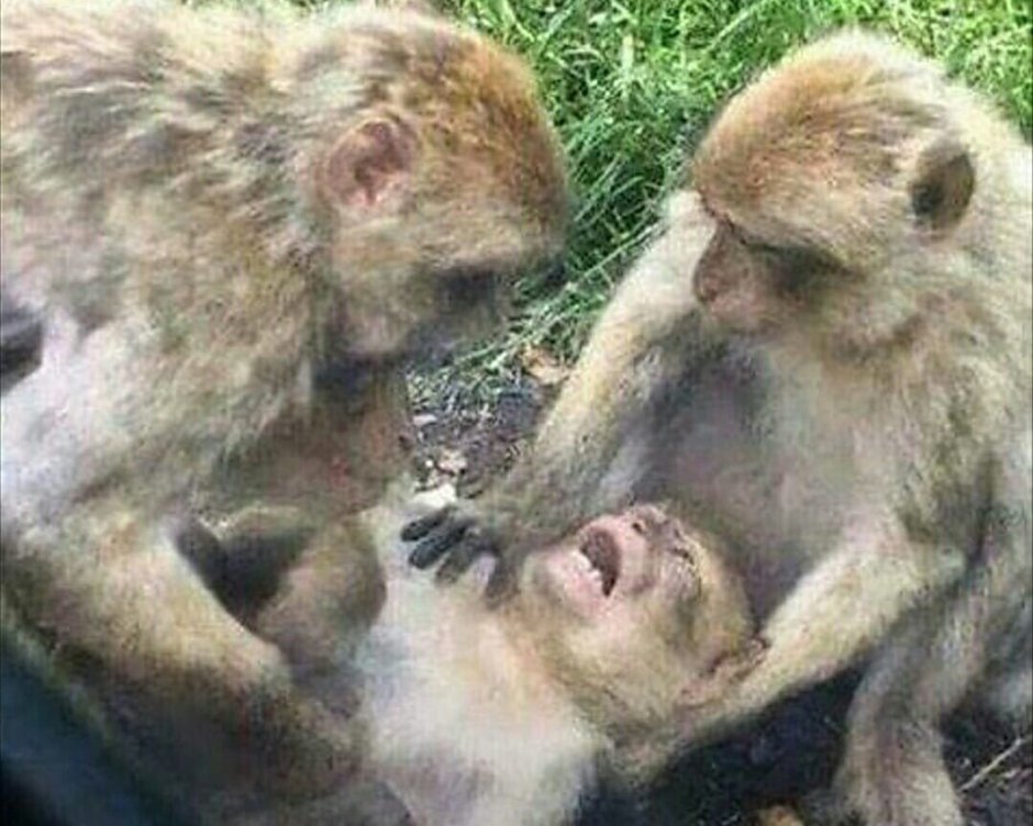 Медведь обнимает девушку