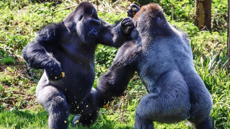 Женщина и медведь