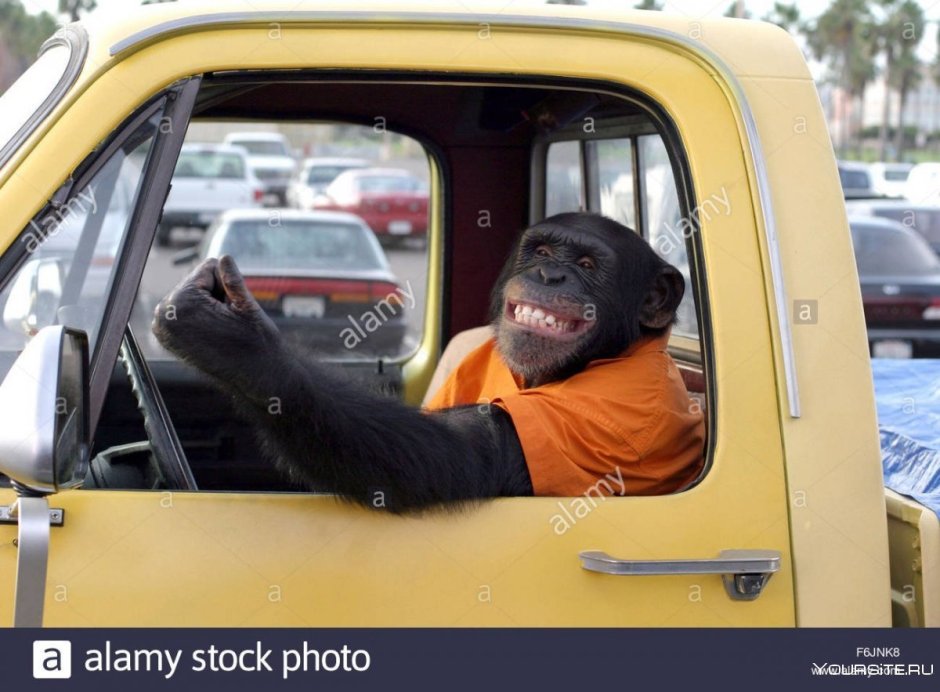 Медведь в очках