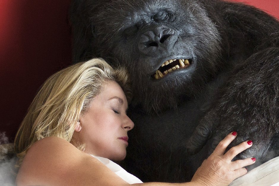 Обезьяна за рулем грузовика