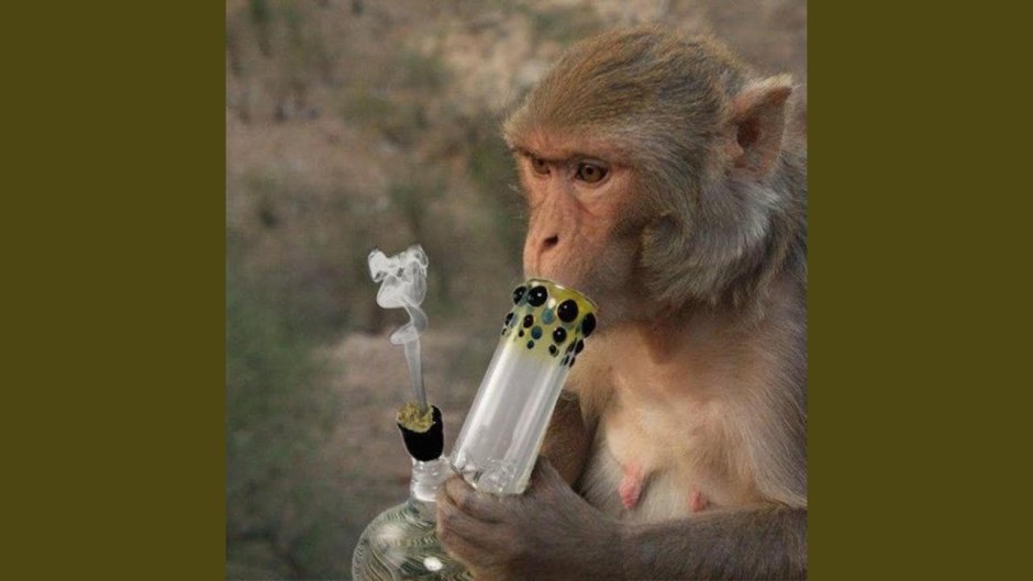 Мускулистая обезьяна