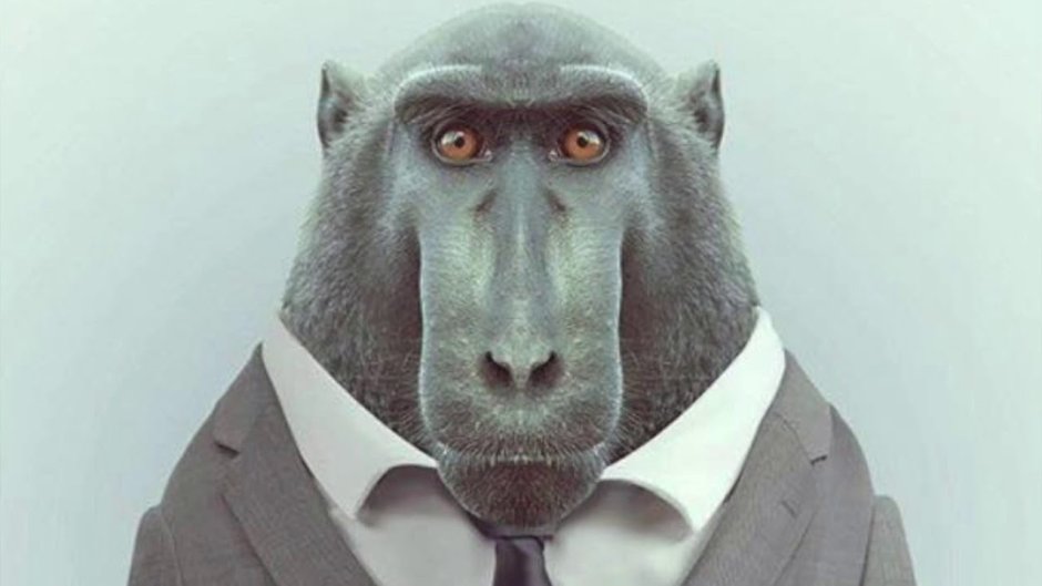 Белый Панда и Гризли мультик