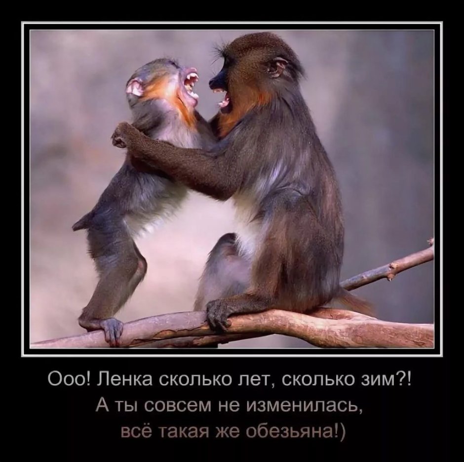 Девочка и медведь