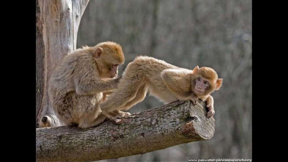 Кинг Конг мультфильм