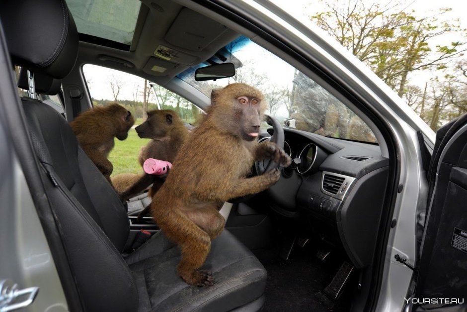 Медведица с медвежатами для детей